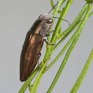 Melobasis angustecostata angustecostata, PL0821, male, on Acacia wilhelmiana, EP, 13.6 × 4.3 mm